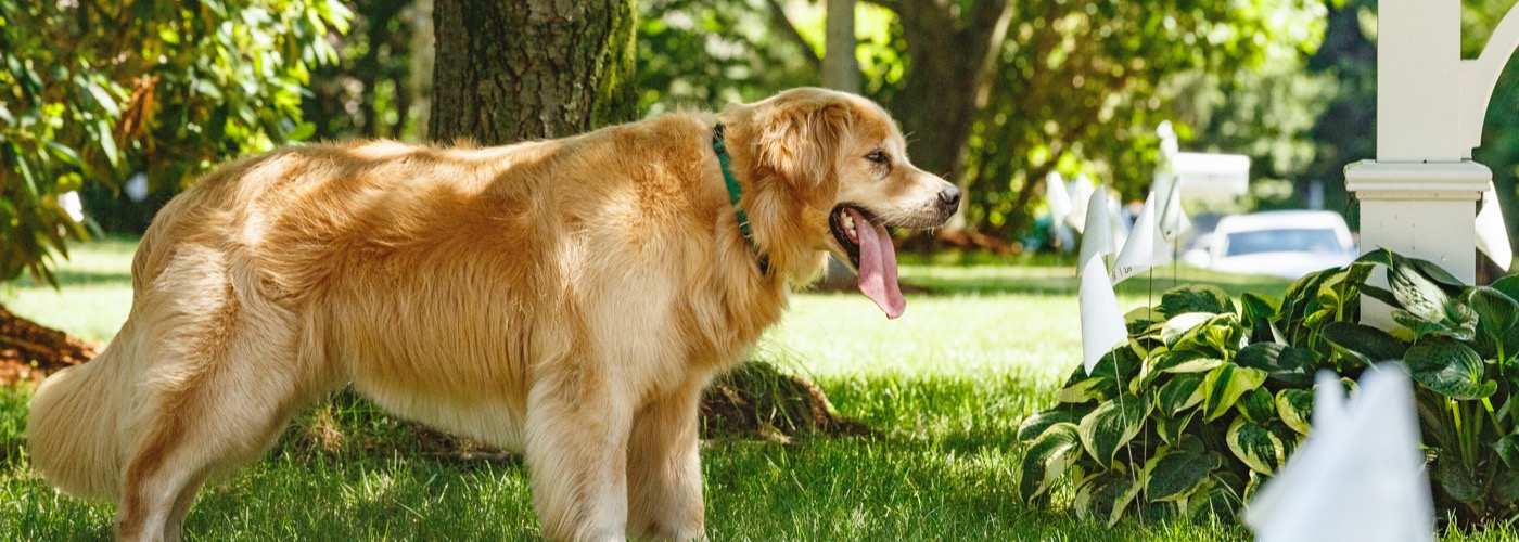 DogWatch of Eastern MA, , Massachusetts | Outdoor Hidden Dog Fences Slider Image